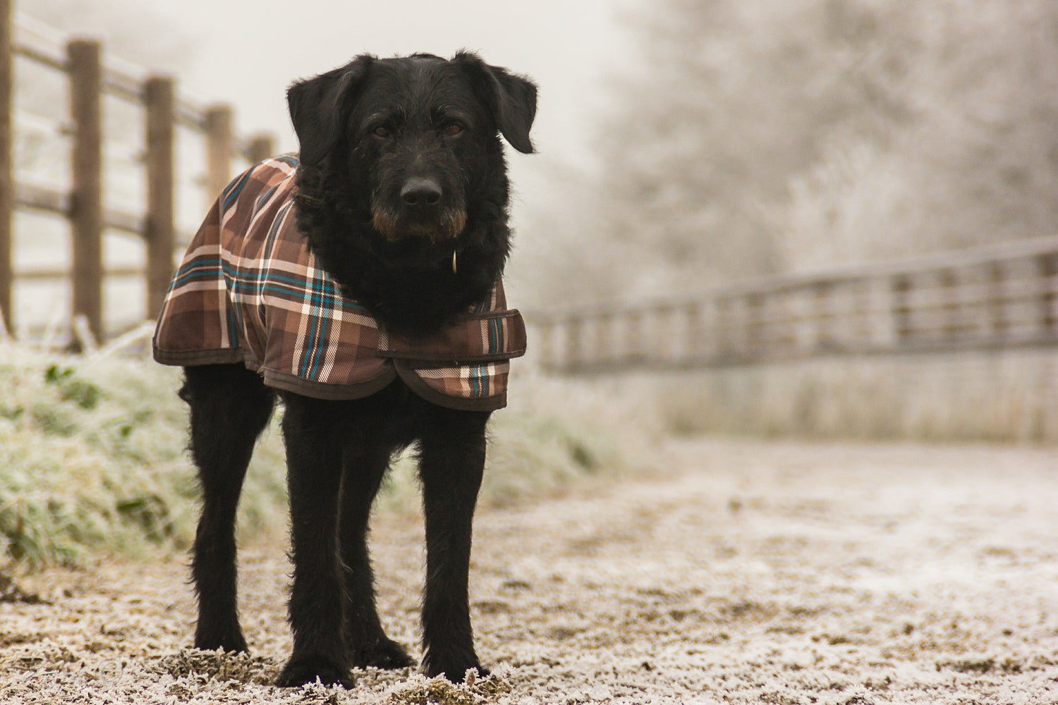 The Winter Collection